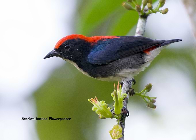 Scarletbacked Flowerpecker