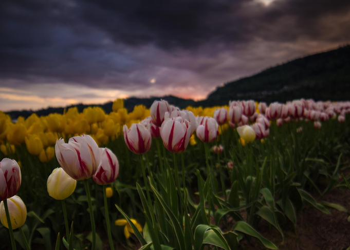 tulips under stormy skies