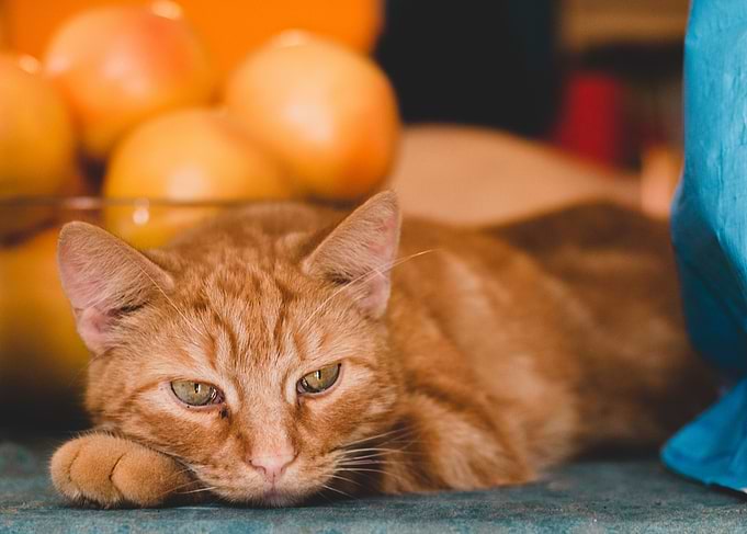 ornge cat