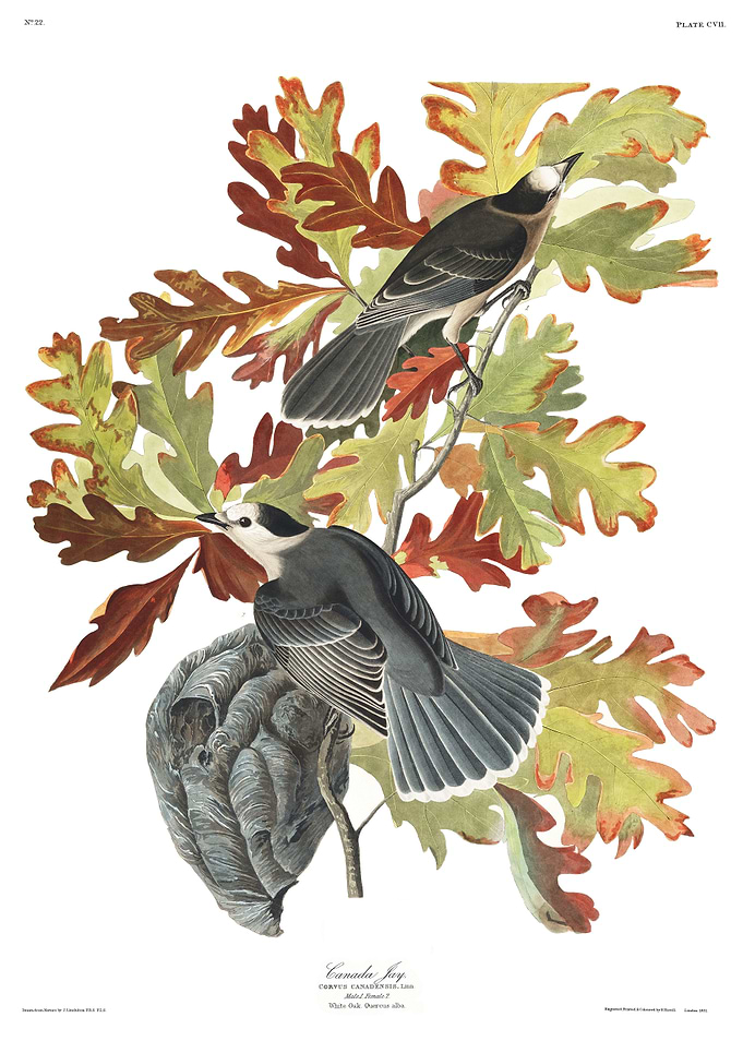 Canada Jay