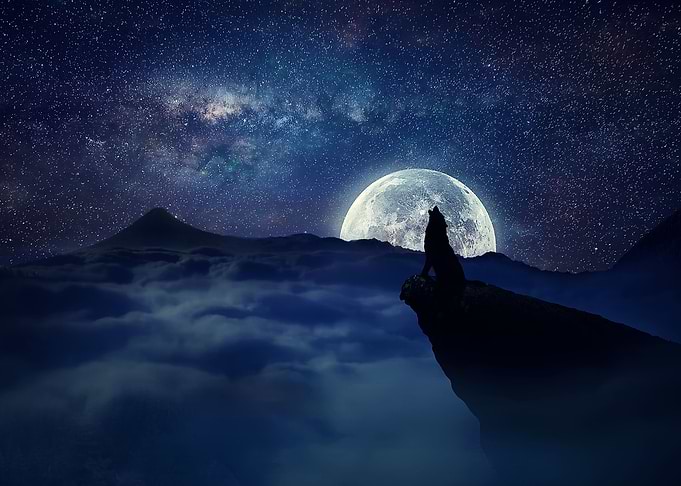 lonely wolf moonlight
