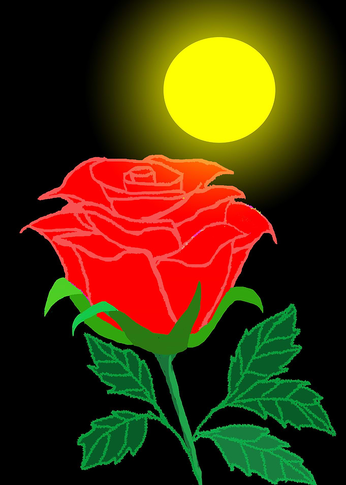 Rose