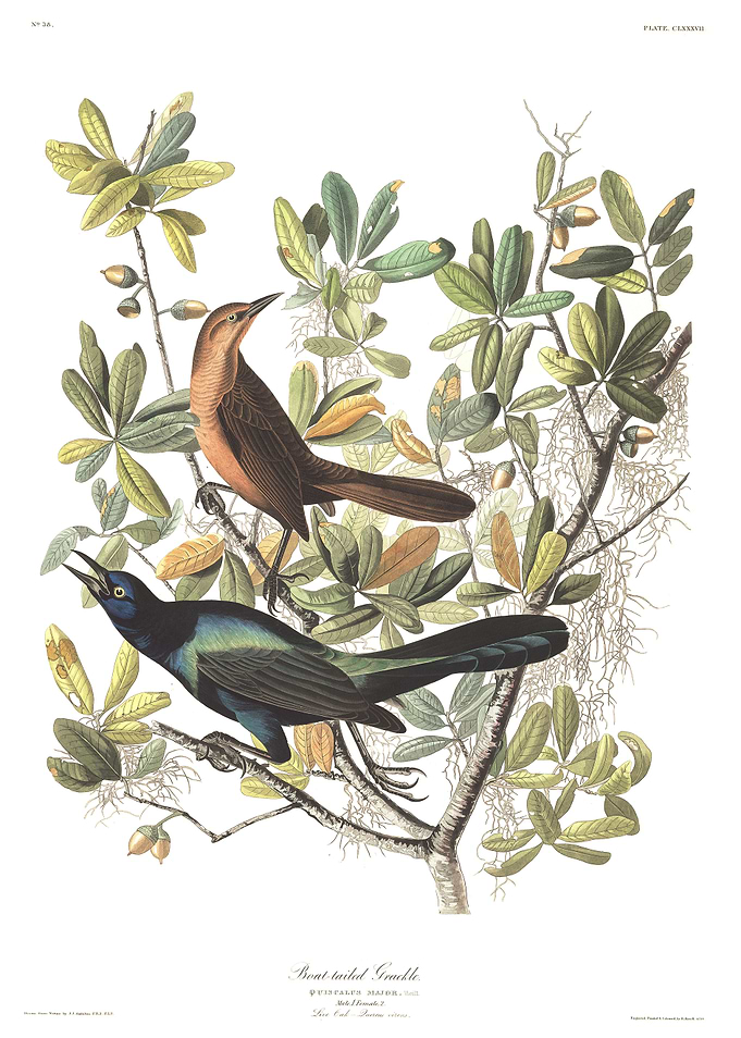 Boat Tailed Grackle
