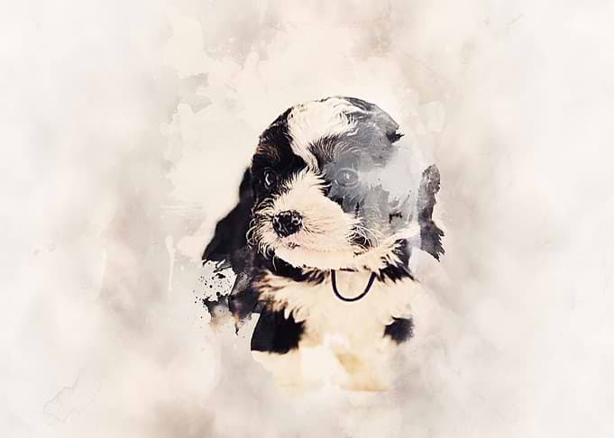 Bernedoodle Classic Sepia