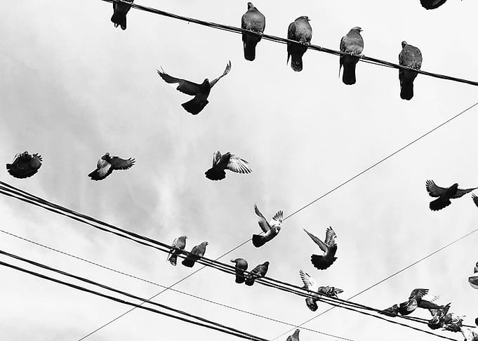 Birds