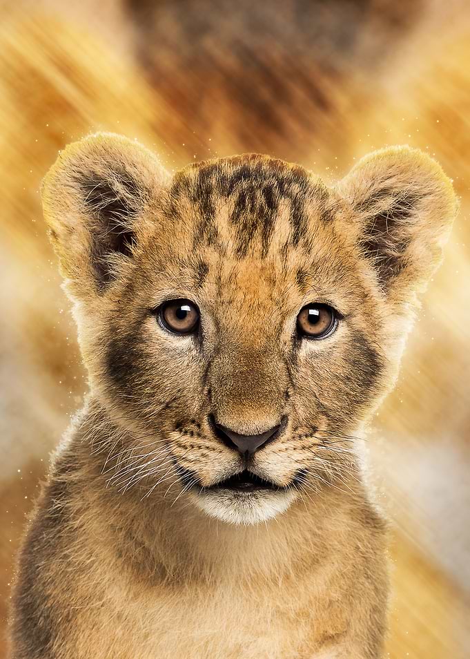 Lion 3