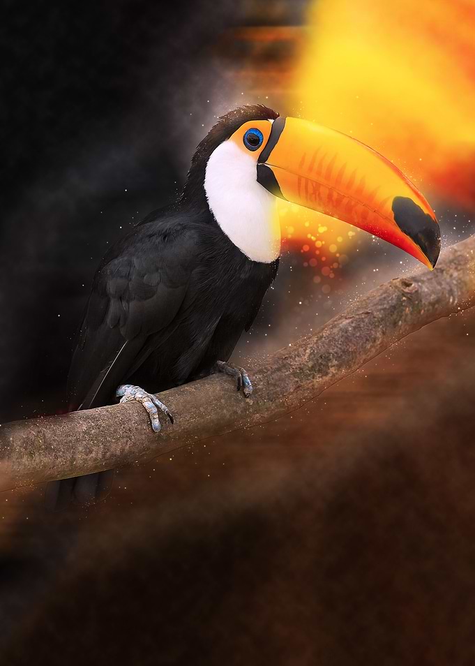 Toucan