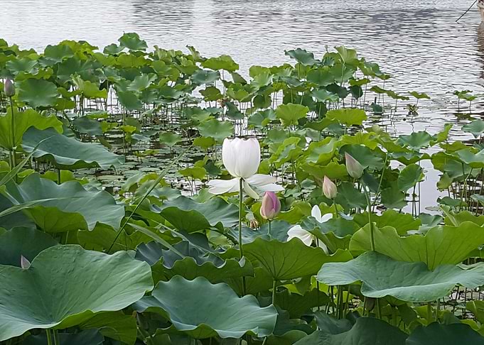 The White Lotus
