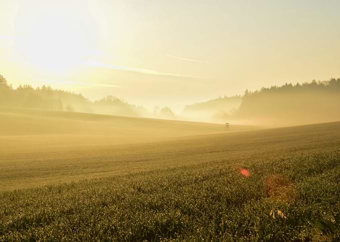 Yellow Morning