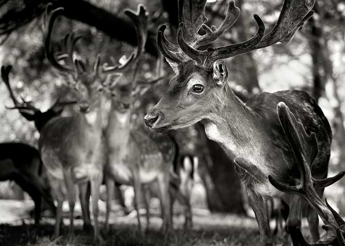 Antlers