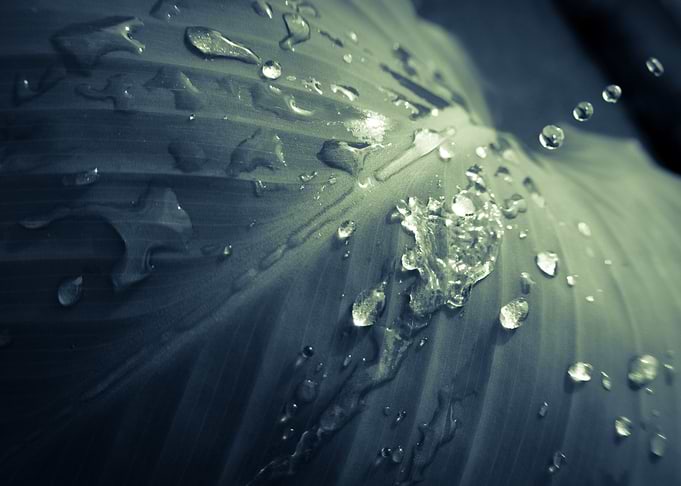 Rain on Canna Leaf