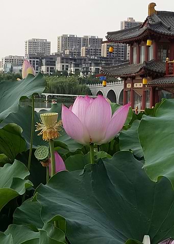 Lone Lotus
