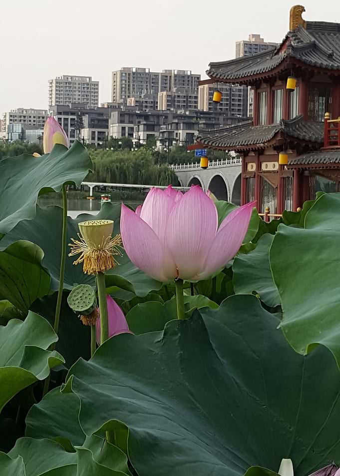 Lone Lotus