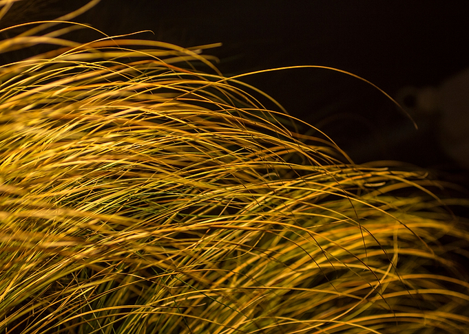 Dry Grass