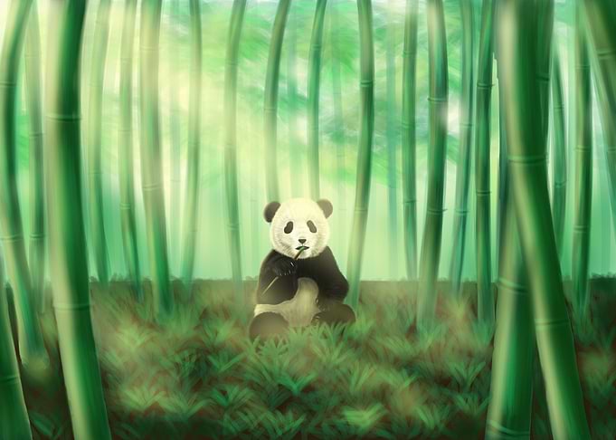 Panda
