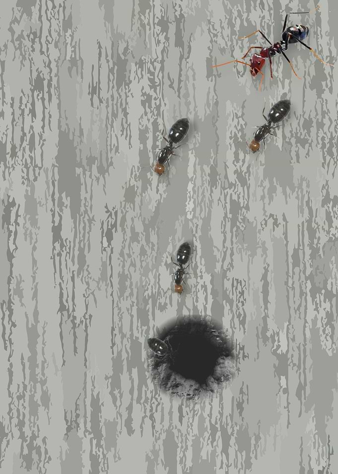 Ant hole in wall