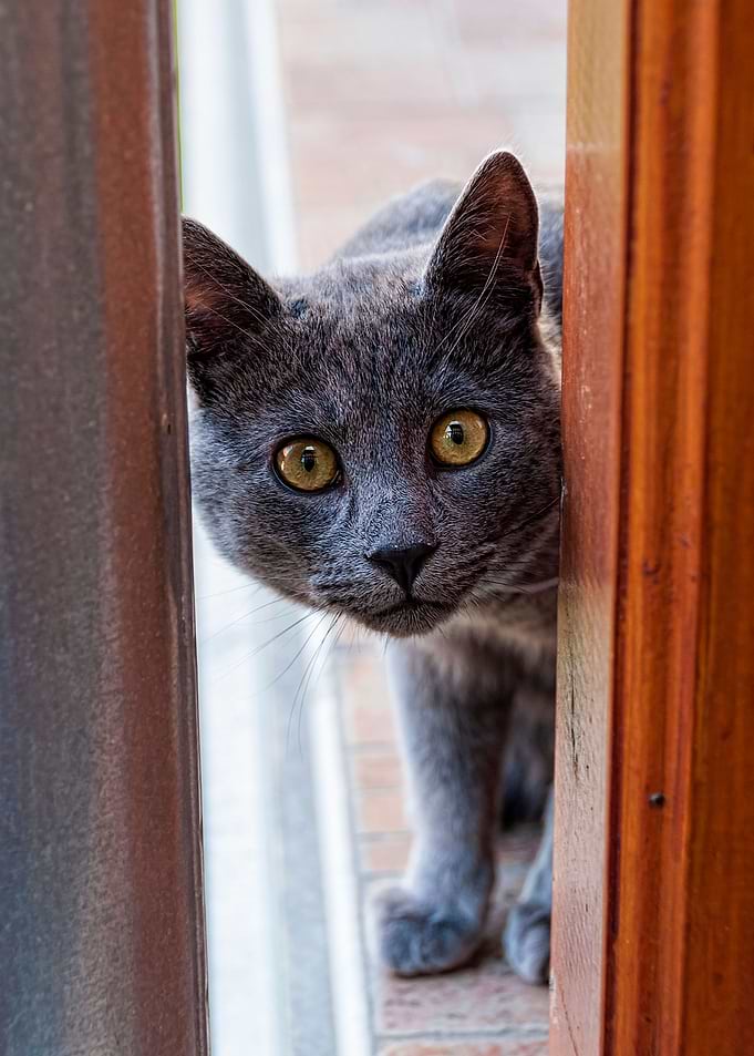 Cat sneaking through the d