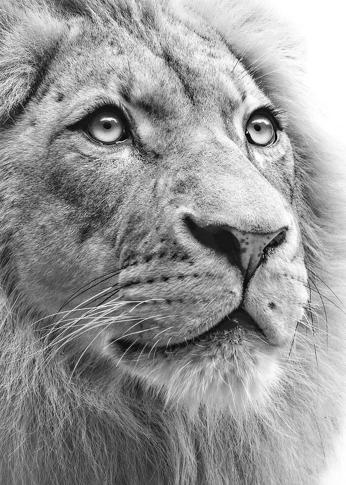 white Lion face poster