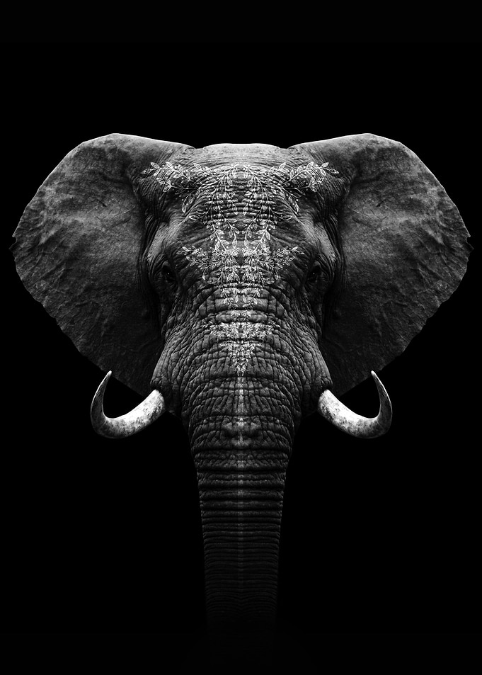 Elephant head art