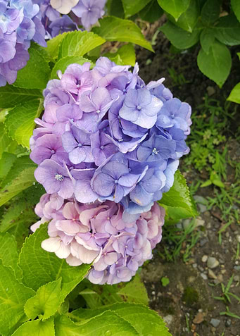 Hydrangea on the Trail