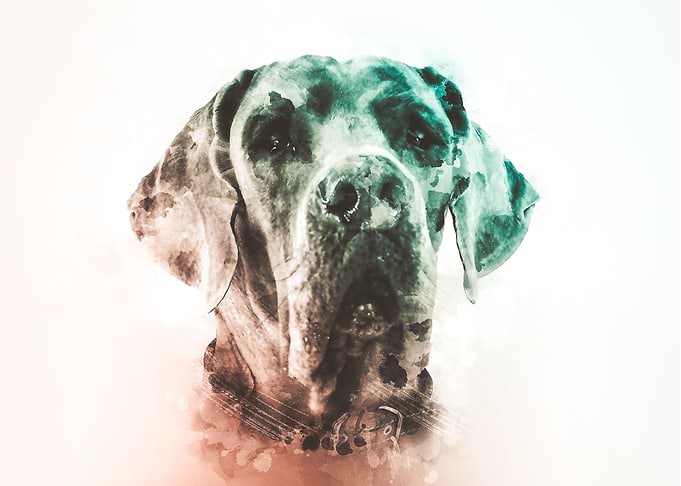 Great Dane