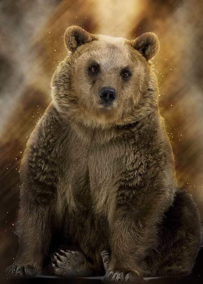Bear 2