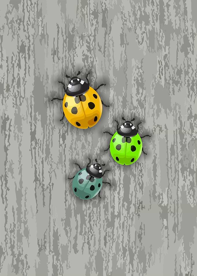 Ladybirds on a wall
