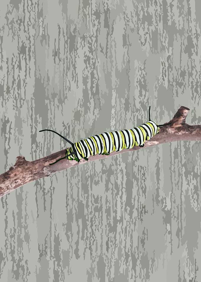 Caterpillar