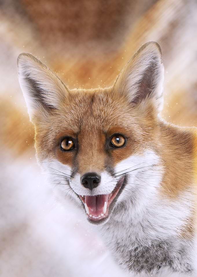 Fox 5