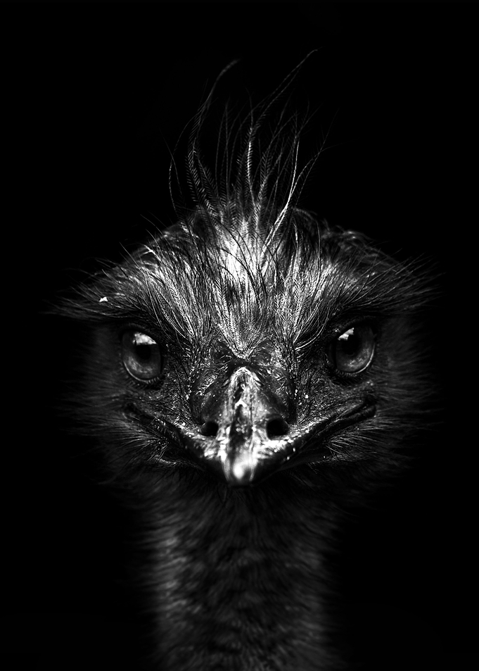 baby ostrich face poster