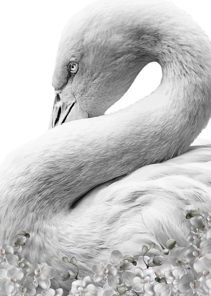 white Flamingo face