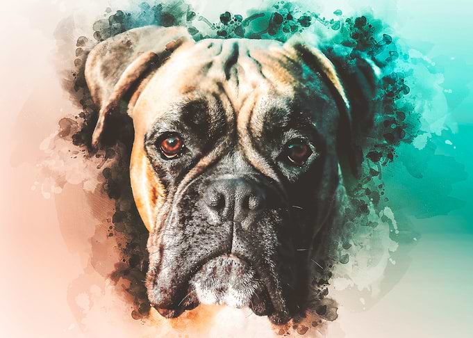 Boxer