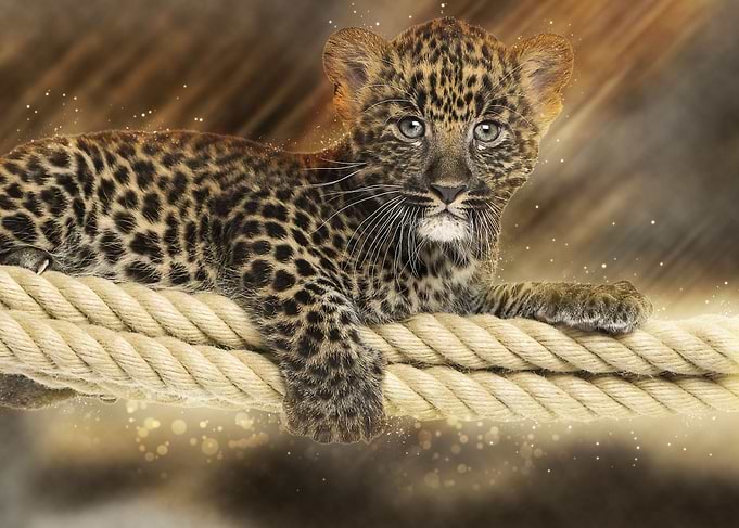 Leopard 2