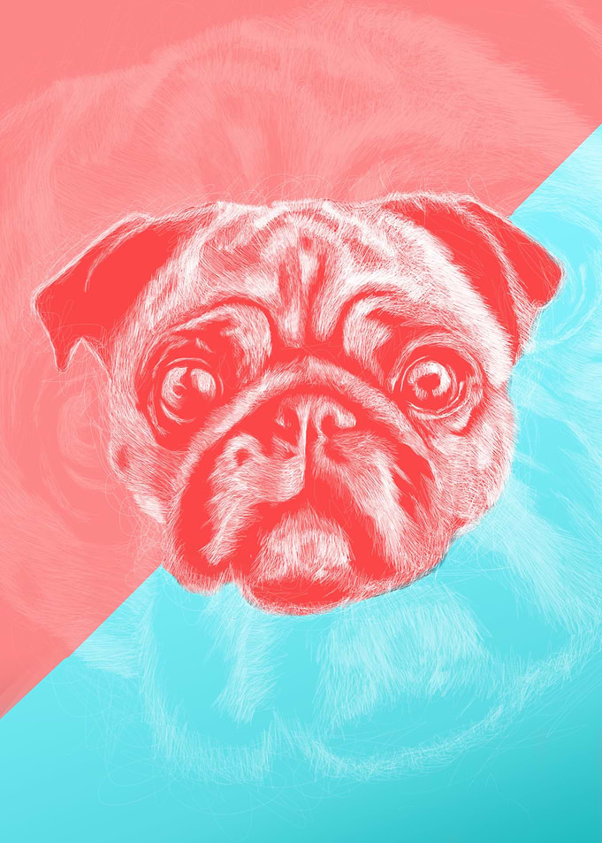 Pug