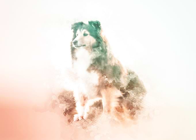 Rough Collie