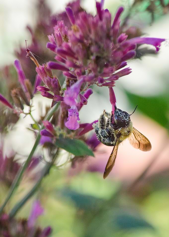 On Hummingbird Mint