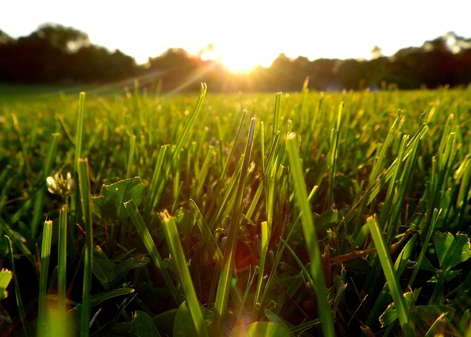 Sunlit Grassland