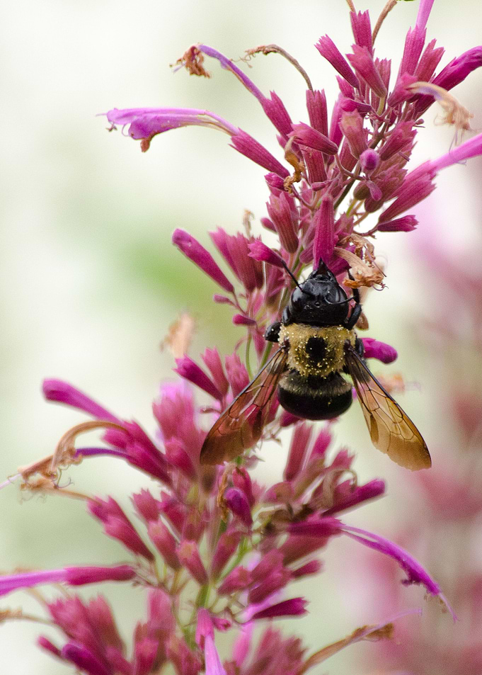 Bumble and Magenta
