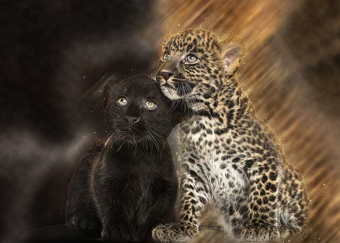 Leopard