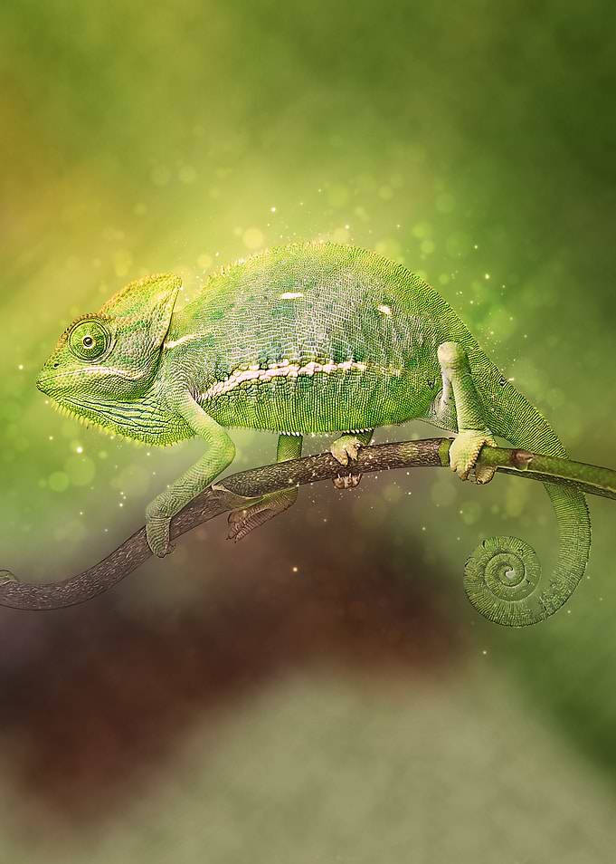 Chameleon