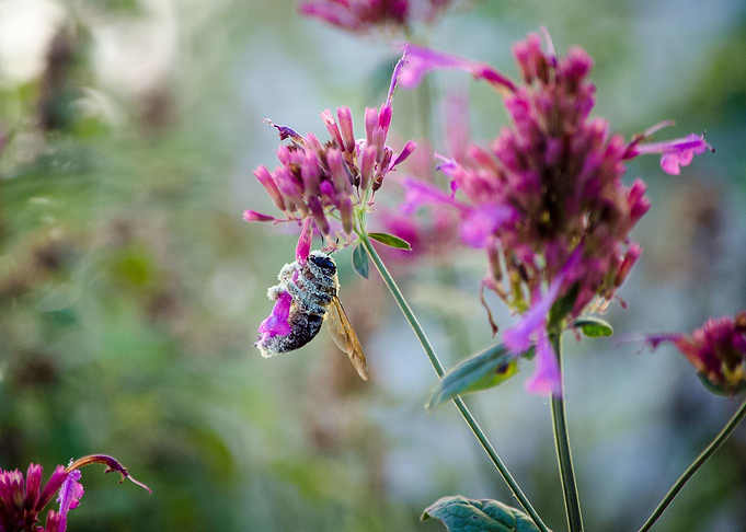 Bumbles Morning Fix