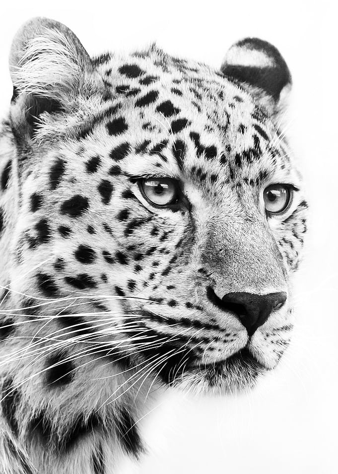 jaguar face black and whit