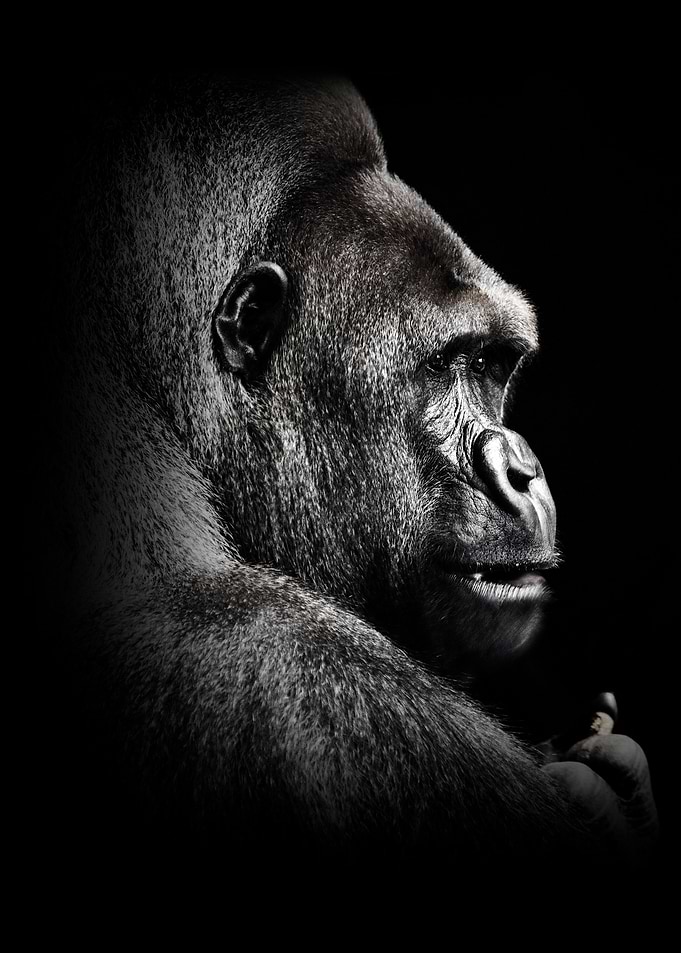 Gorilla face poster