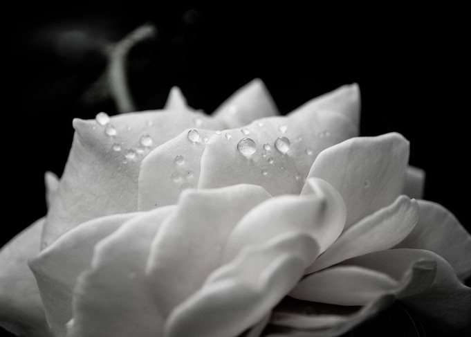 Delicate Rose