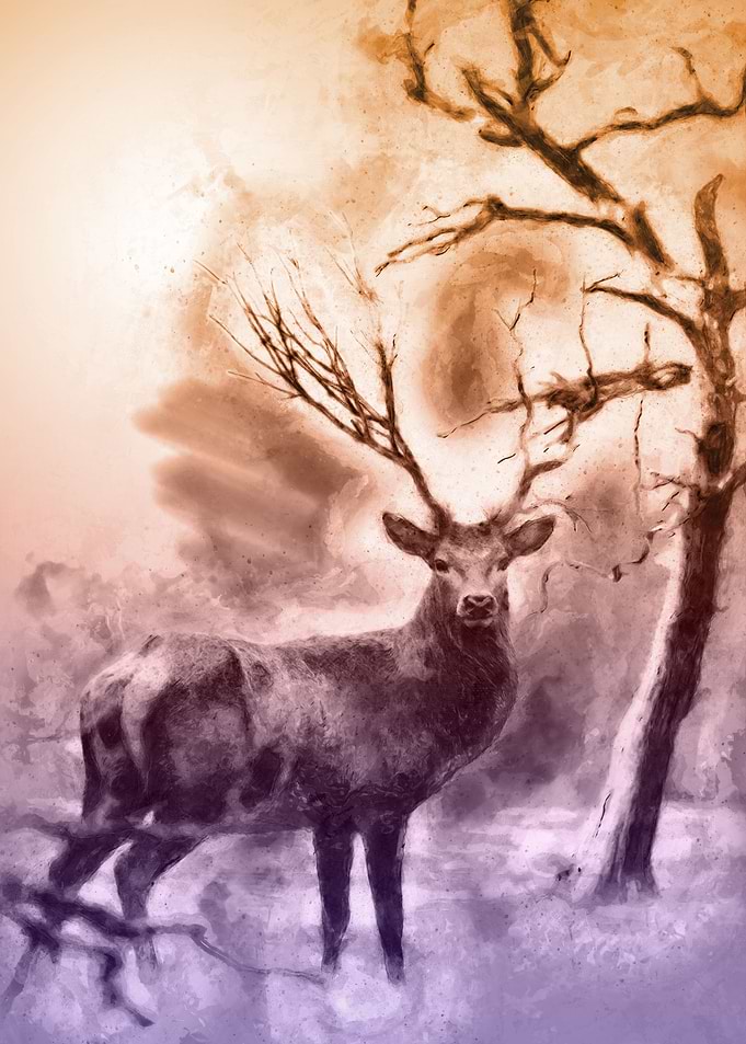 Deer