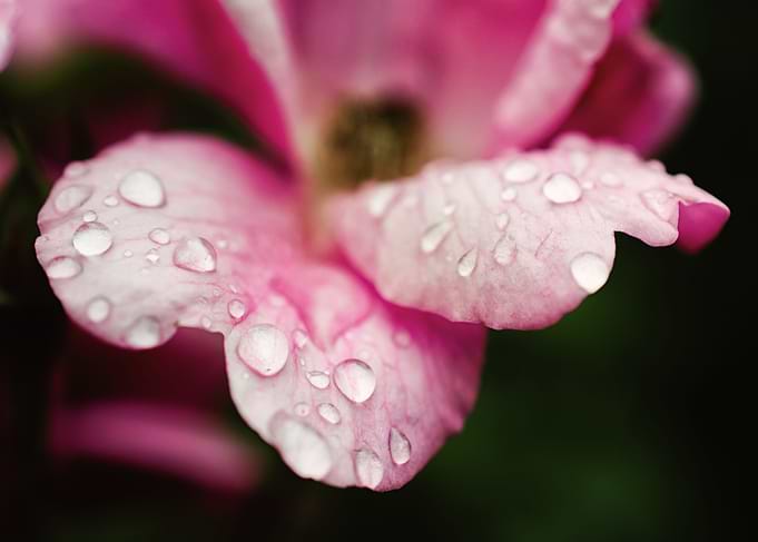 Raindrops on Wild Rose