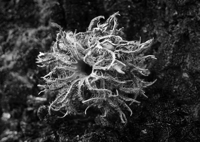 Weird seed from a tree