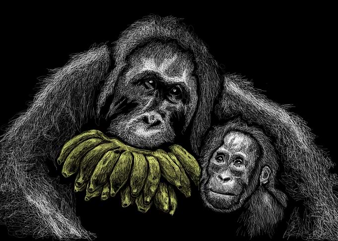 Orang Utan