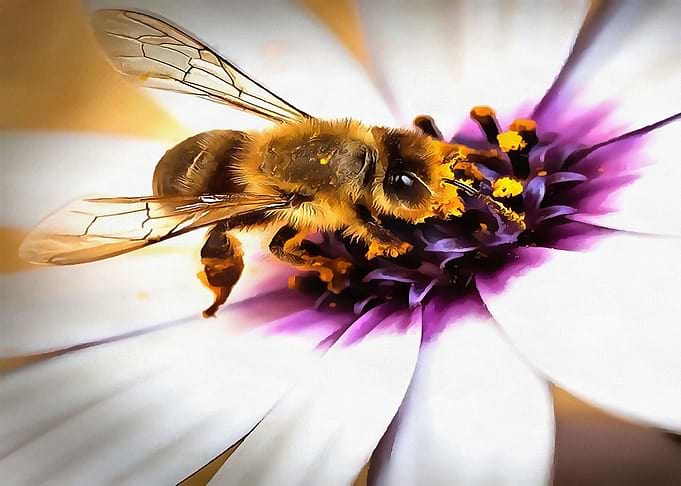 Springtime Honeybee