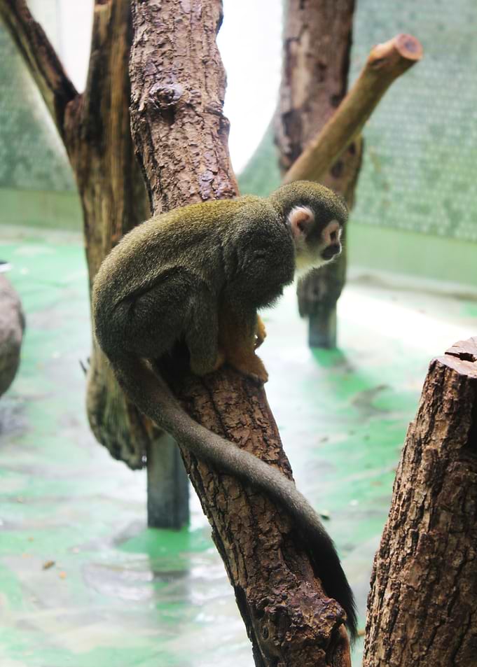 Little Monkey